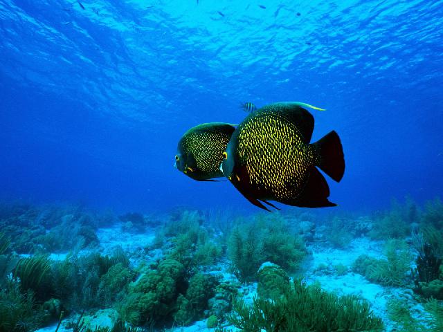 Animaux-Marins_010.jpg