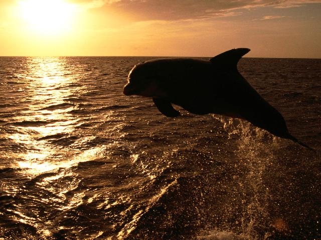 Animaux-Marins_018.jpg