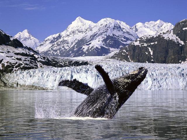 Animaux-Marins_026.jpg