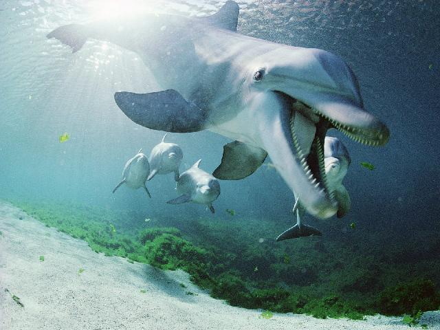 Animaux-Marins_035.jpg