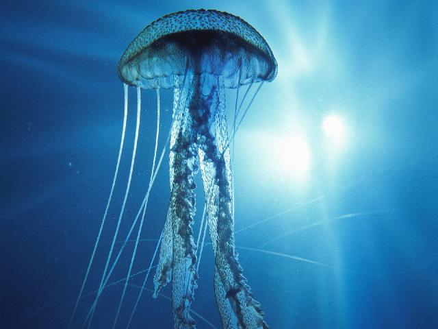 Animaux-Marins_036.jpg