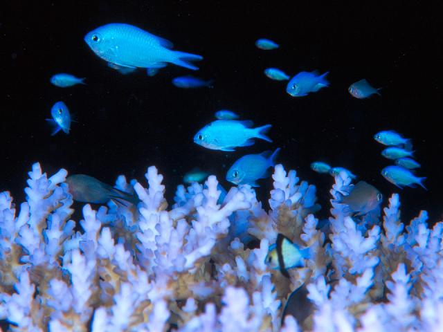 Animaux-Marins_046.jpg