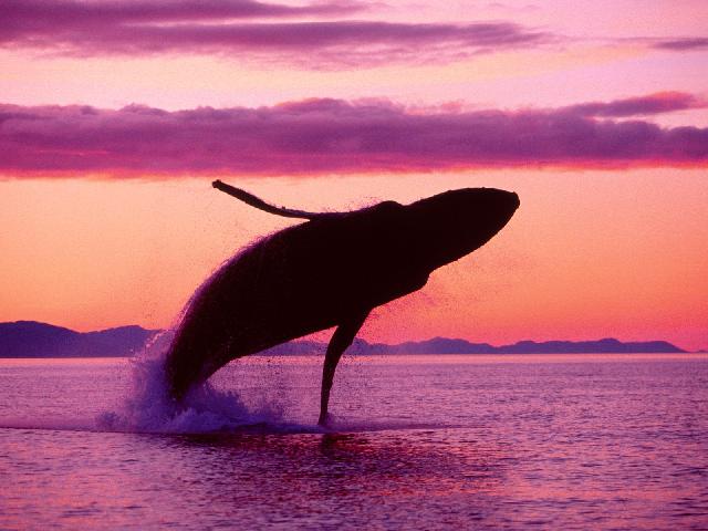 Animaux-Marins_047.jpg