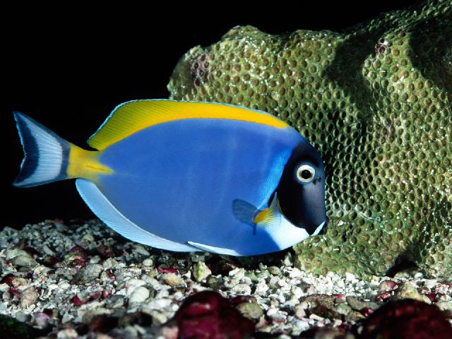 Animaux-Marins_075.jpg