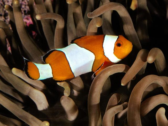 Animaux-Marins_077.jpg