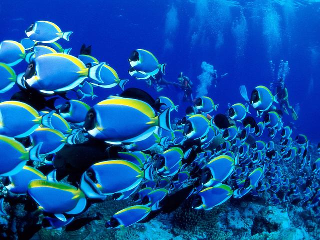 Animaux-Marins_079.jpg