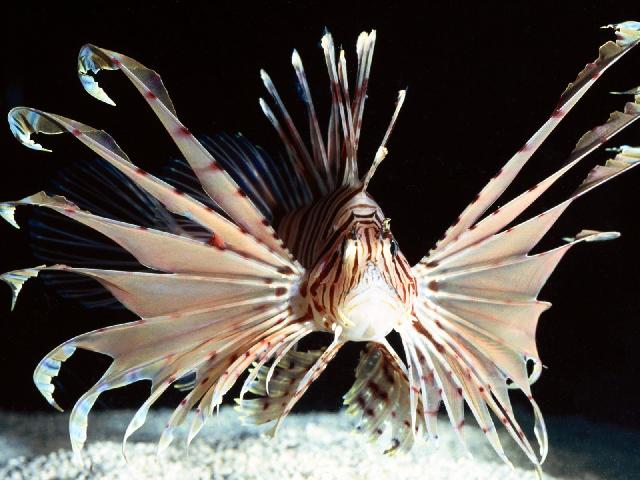 Animaux-Marins_081.jpg