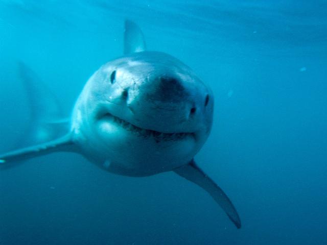 Animaux-Marins_082.jpg