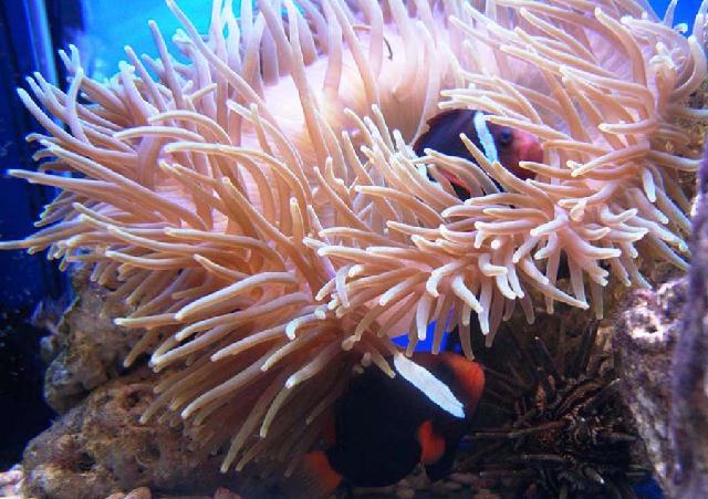 Animaux-Marins_086.jpg