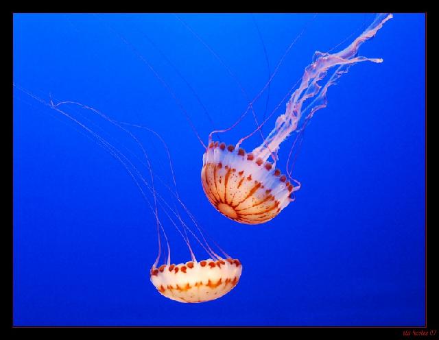 Animaux-Marins_090.jpg