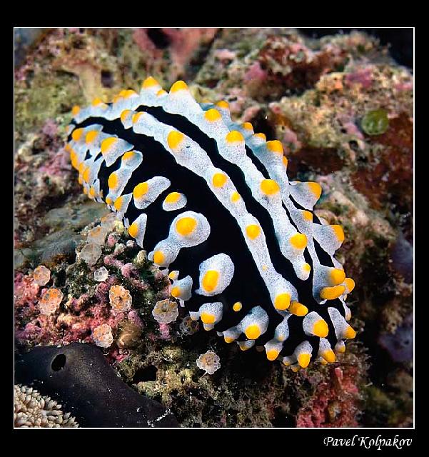 Animaux-Marins_091.jpg