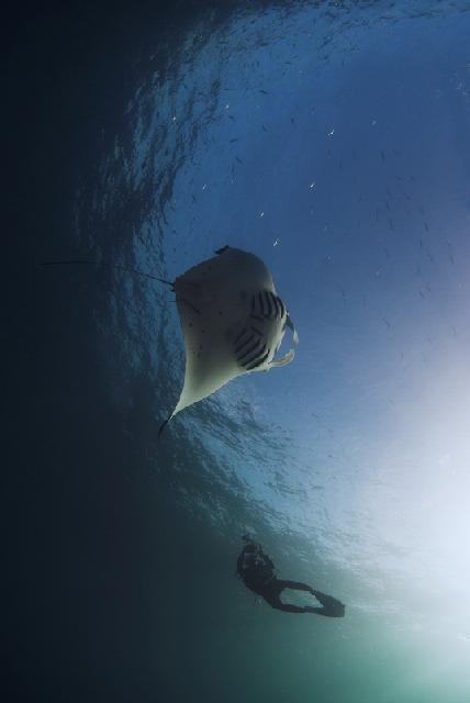 Animaux-Marins_098.jpg