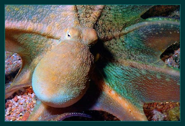 Animaux-Marins_100.jpg