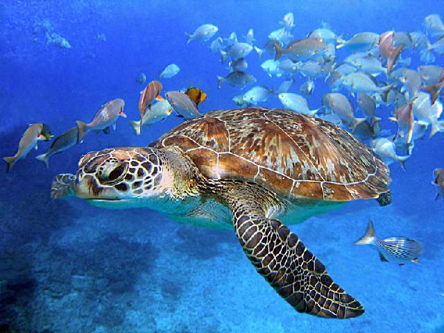 Animaux-Marins_102.jpg