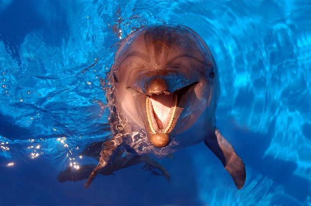 Animaux-Marins_105.jpg