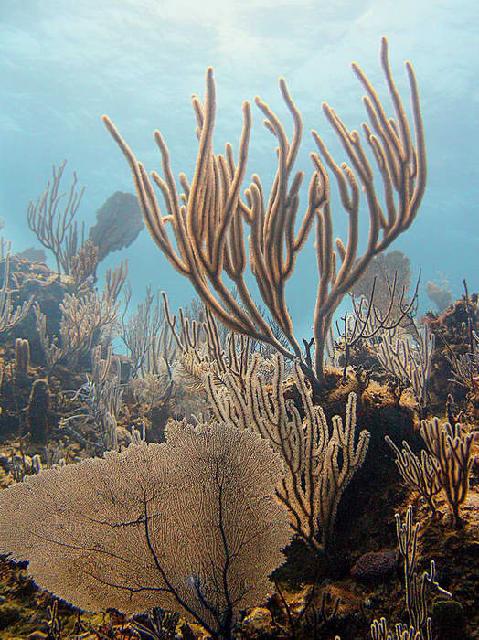 Animaux-Marins_109.jpg