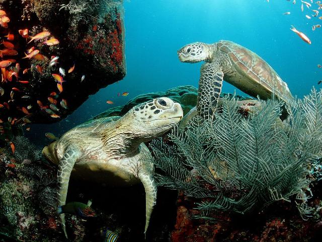 Animaux-Marins_111.jpg