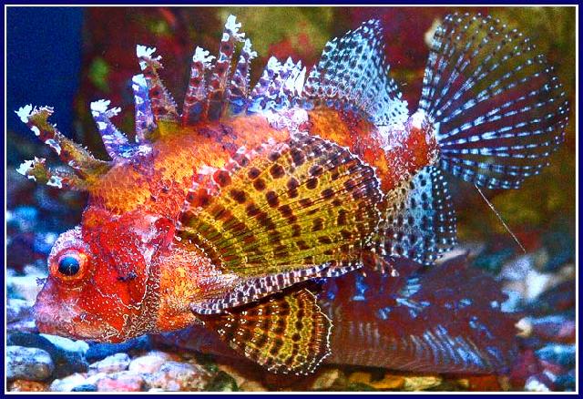 Animaux-Marins_118.jpg