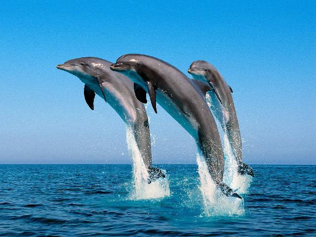 Animaux-Marins_149.jpg