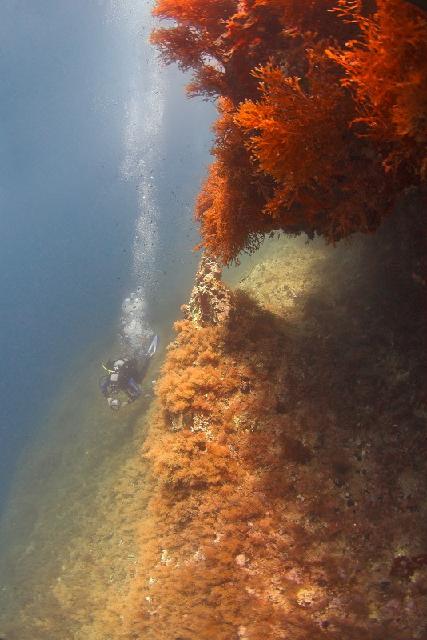 Animaux-Marins_151.jpg