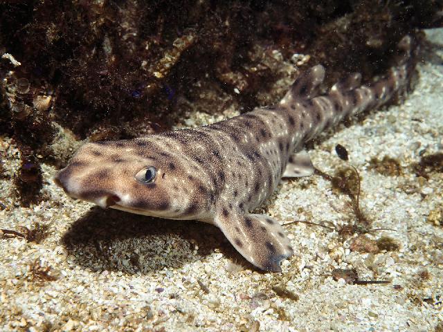 Animaux-Marins_156.jpg