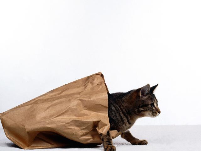 Chats_028.jpg