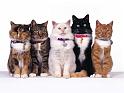 Chats_001