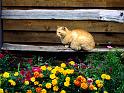 Chats_002