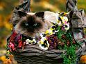Chats_004