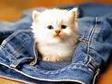Chats_005