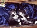 Chats_006