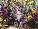 Chats_007