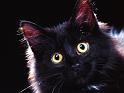 Chats_009