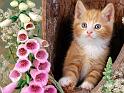 Chats_010