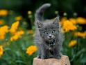 Chats_011