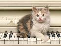 Chats_013