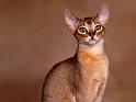 Chats_015