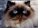Chats_016