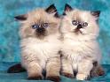 Chats_017