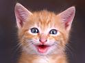 Chats_018