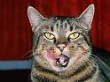 Chats_019