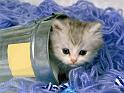 Chats_020