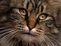 Chats_021