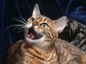 Chats_023