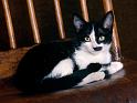 Chats_024