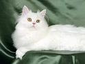 Chats_025