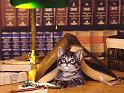 Chats_026
