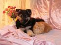Chats_027