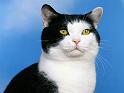 Chats_029