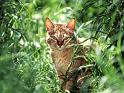 Chats_031